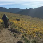 Wildflowers on the way to Morris