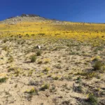Wildflowers on the way to Morris