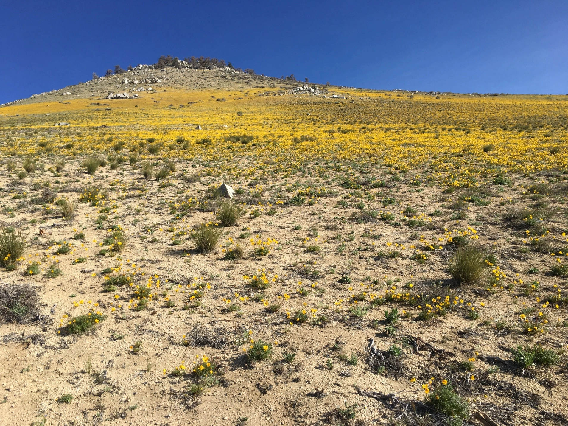 Wildflowers on the way to Morris