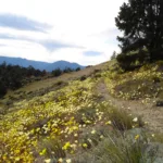 Wildflowers on Morris Peak