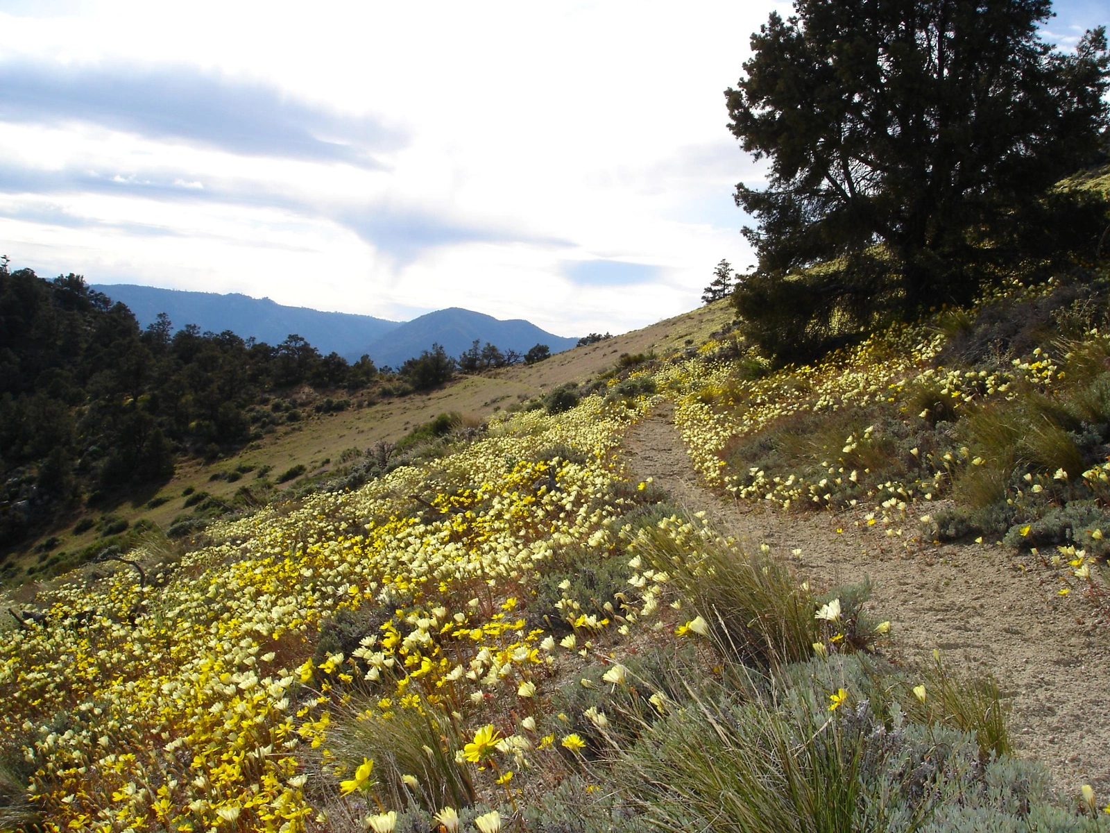 Wildflowers on Morris Peak