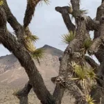 Backus Peak scenery