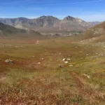 Wildflowers on Nicolls and Heald, taken from Onyx #2