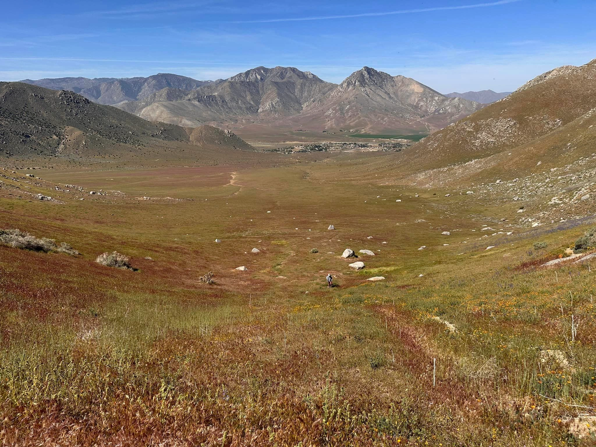 Wildflowers on Nicolls and Heald, taken from Onyx #2