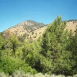 Pinyon