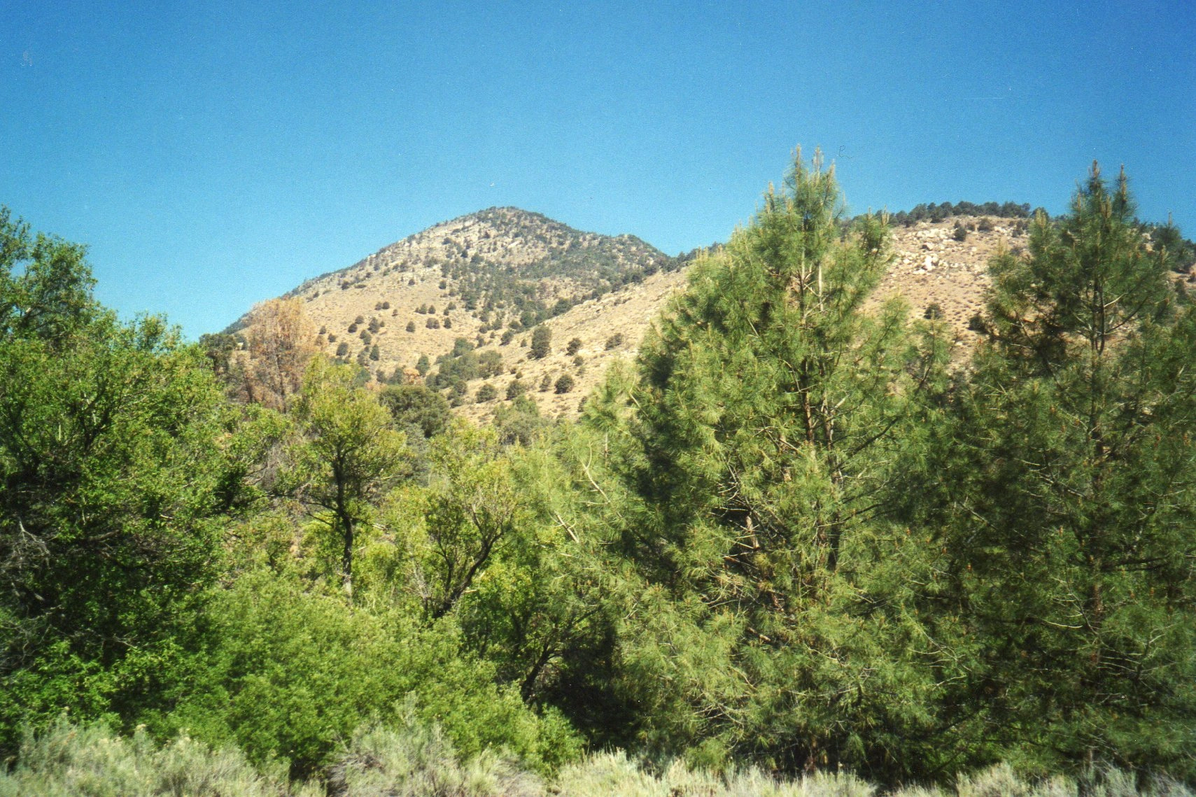 Pinyon