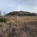 Sandy Lara braving Poodle Dog Bush on Heald Peak