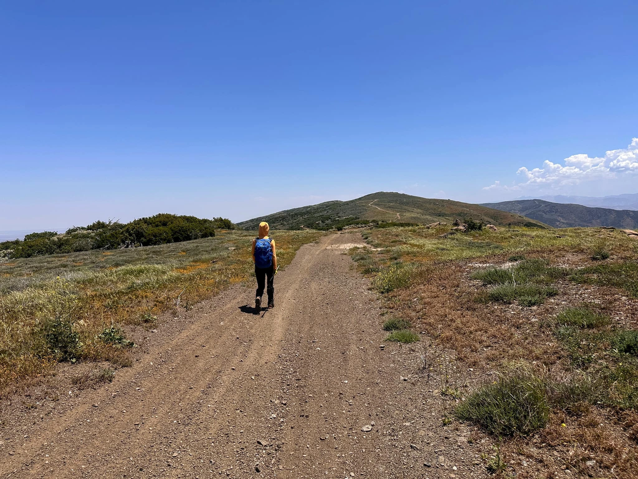 Mount McDill