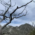 Mount Disappointment and San Gabriel Peak