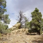 Brush Mountain near summit