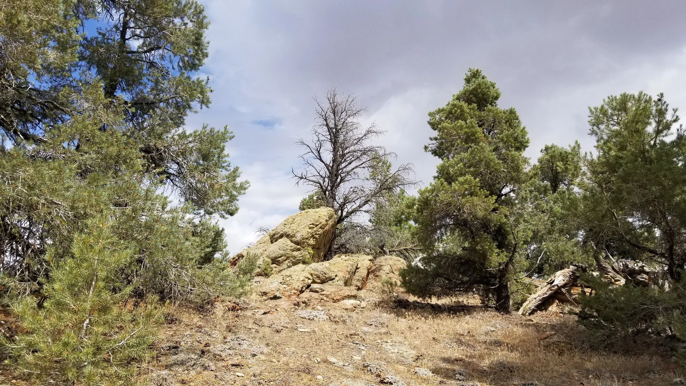 Brush Mountain near summit