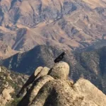 Condor on Eagle Rest Peak