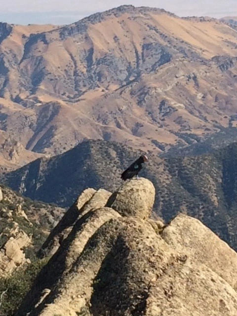 Condor on Eagle Rest Peak