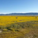 Caliente Mountain with wildflowers