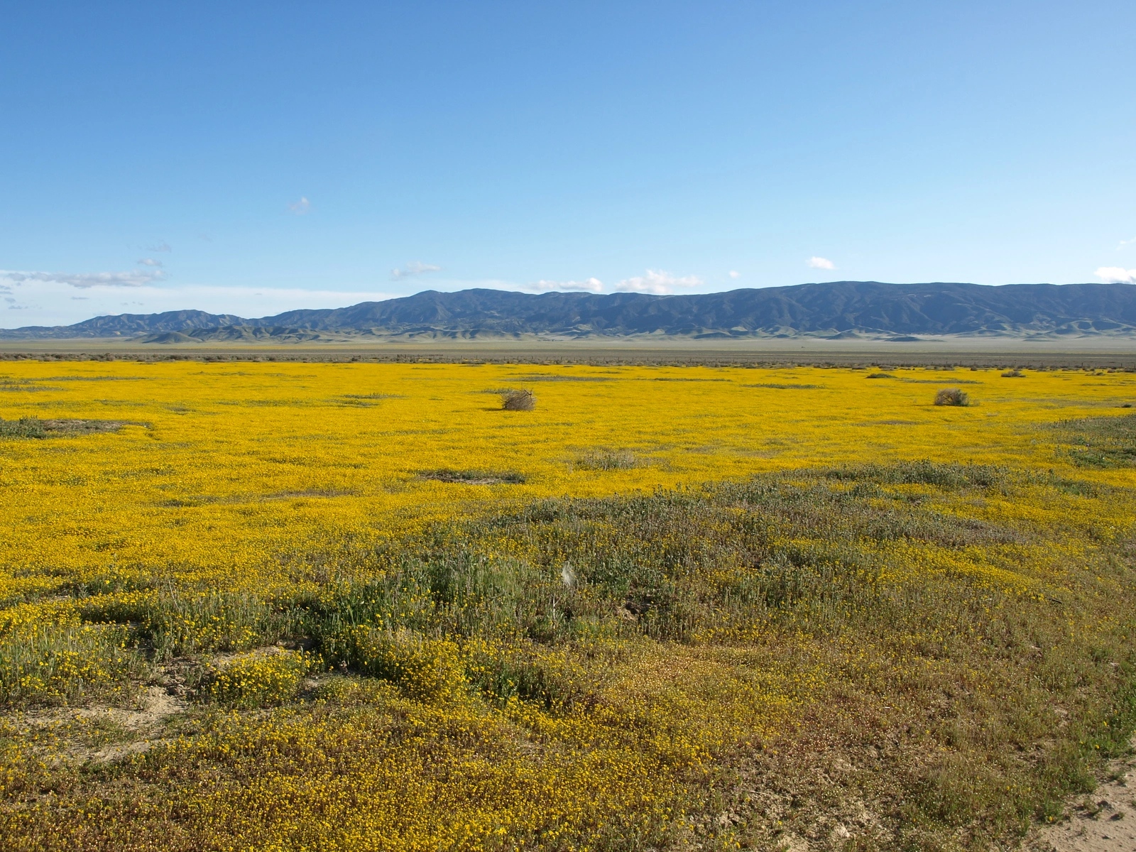 Caliente Mountain with wildflowers
