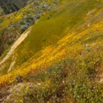 Spring Wildflowers in the Caliente Area