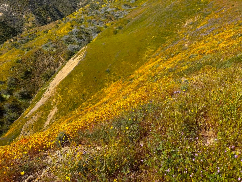 Spring Wildflowers in the Caliente Area