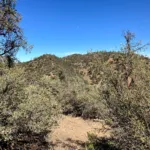 Fox Mountain #1