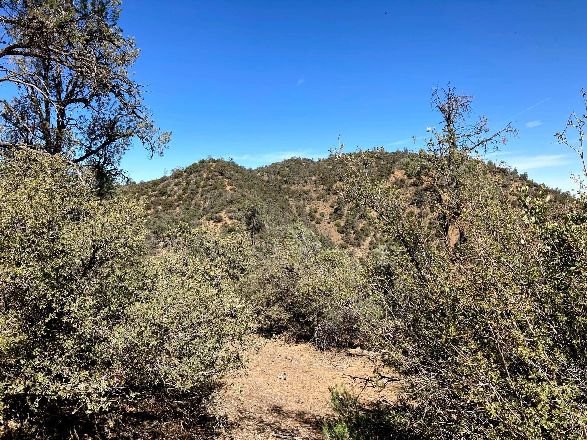 Fox Mountain #1