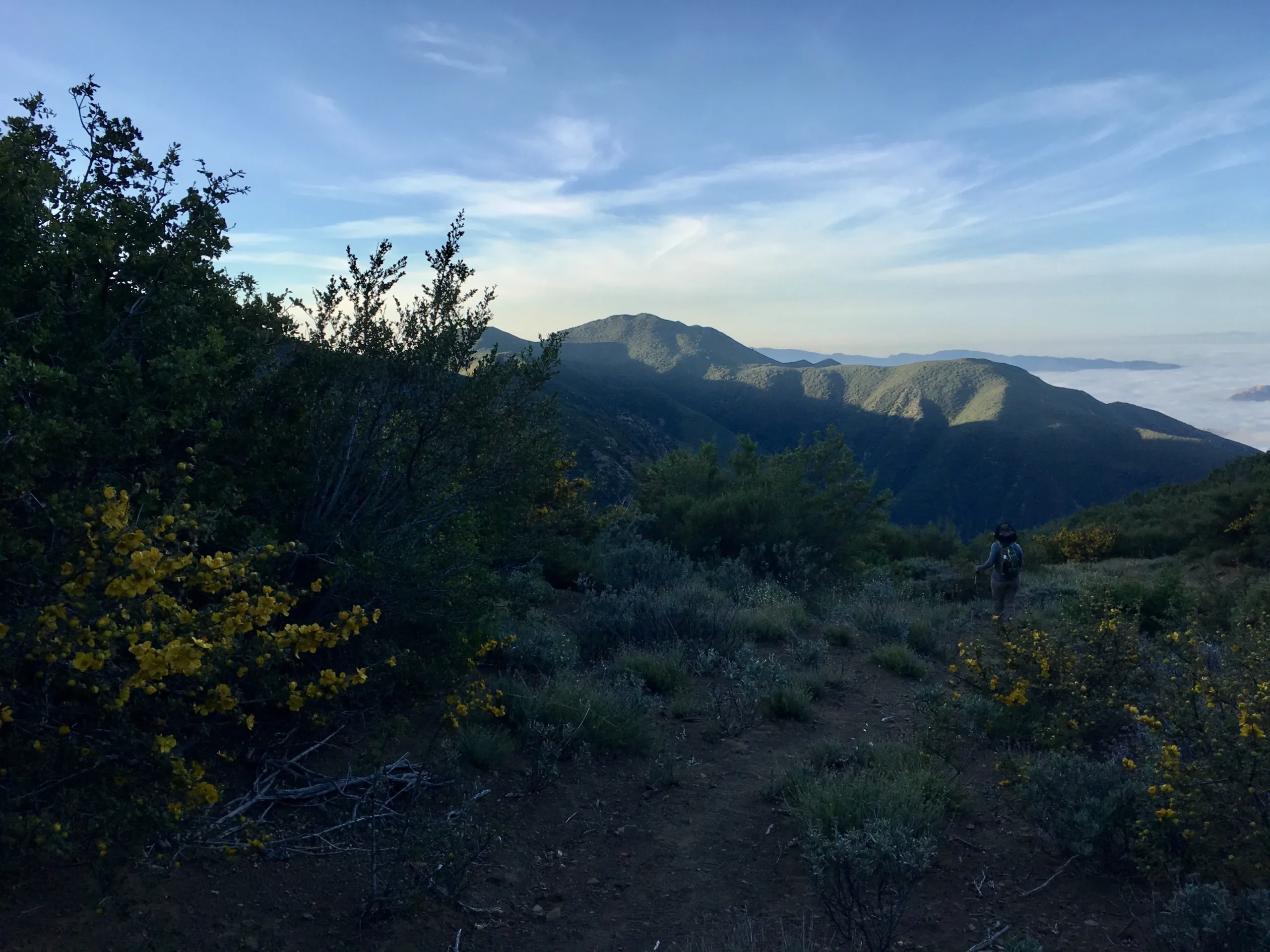 Santa Cruz Peak with flowers
