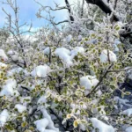 Icy oak leaves near Lockwood