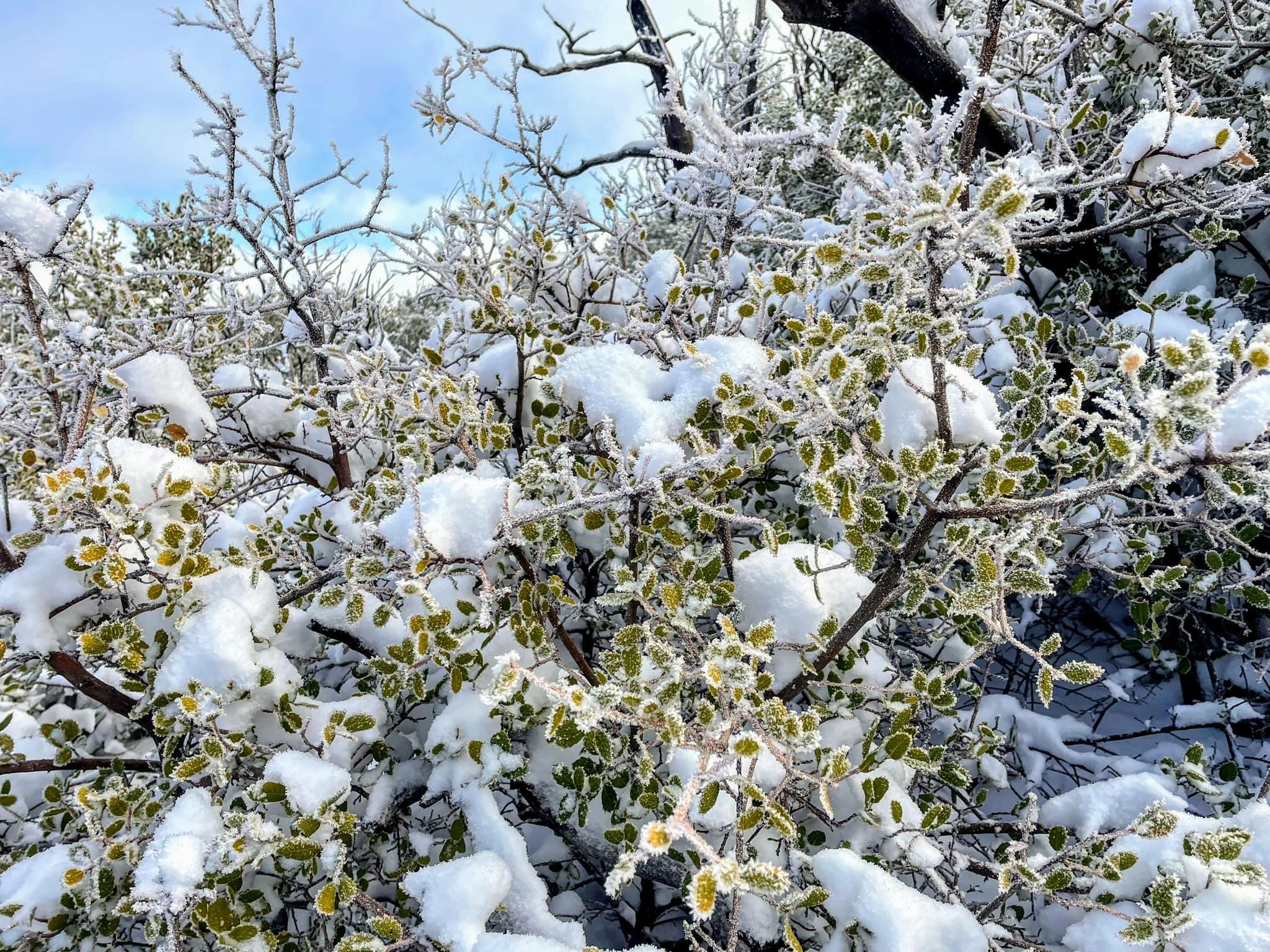 Icy oak leaves near Lockwood