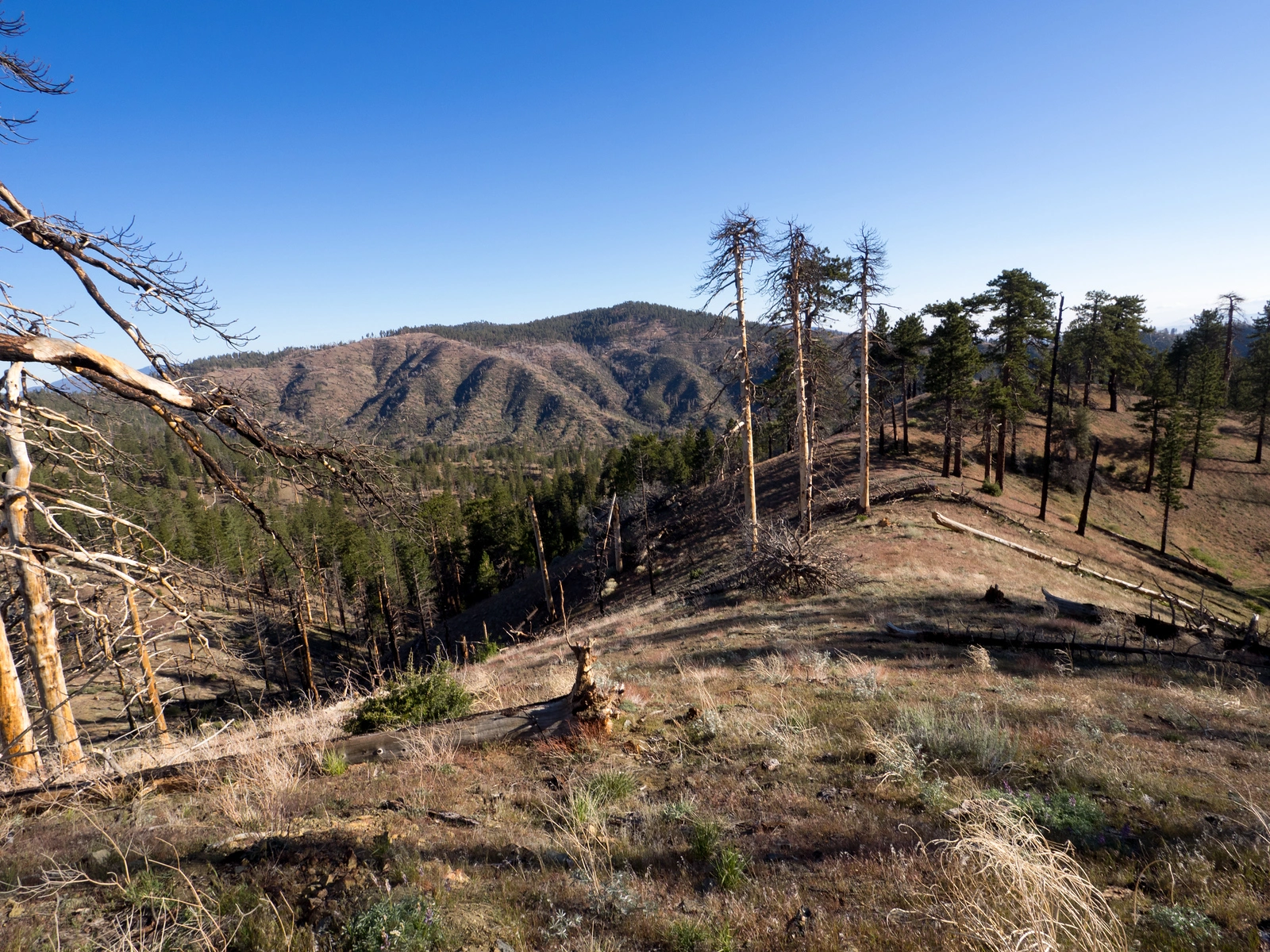 Alamo Mountain, taken from McDonald