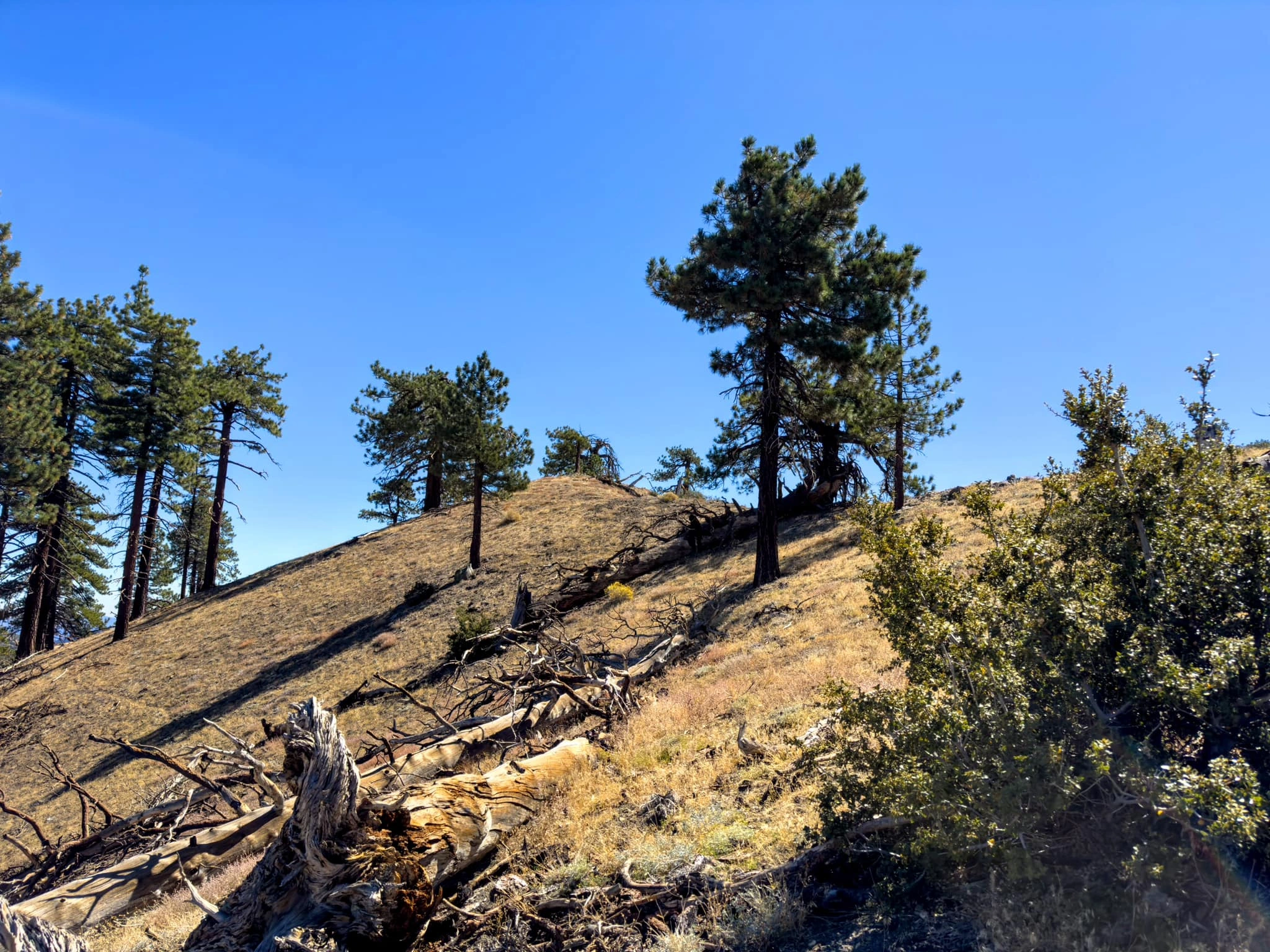 McDonald Summit Block