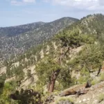 Mount Burnham, taken from Baden Powell Trail