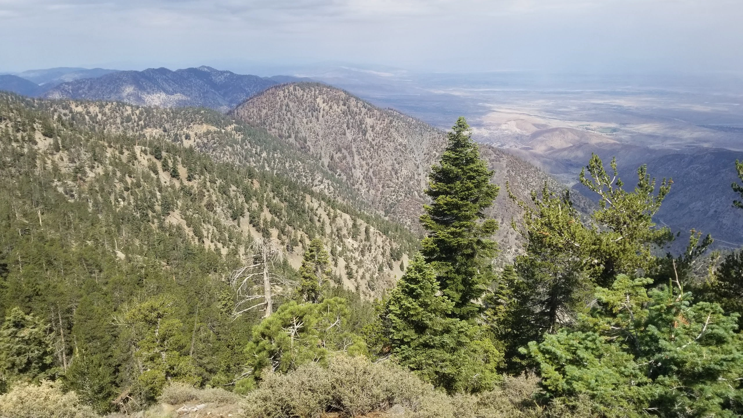 Mount Lewis, taken from Dawson Saddle