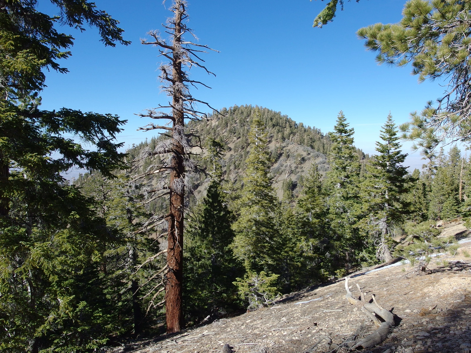 Mount Lewis, taken from Hawkins Area