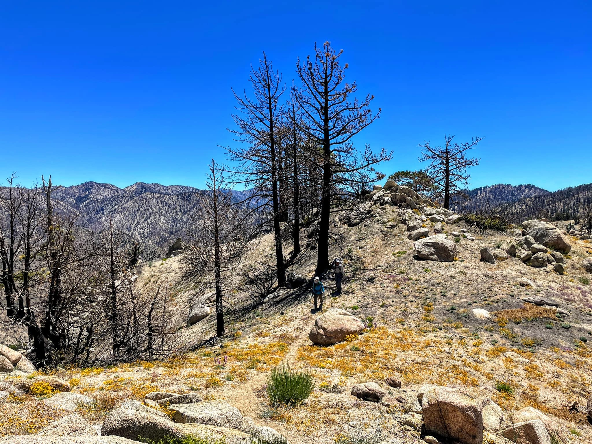 Winston Ridge Summit