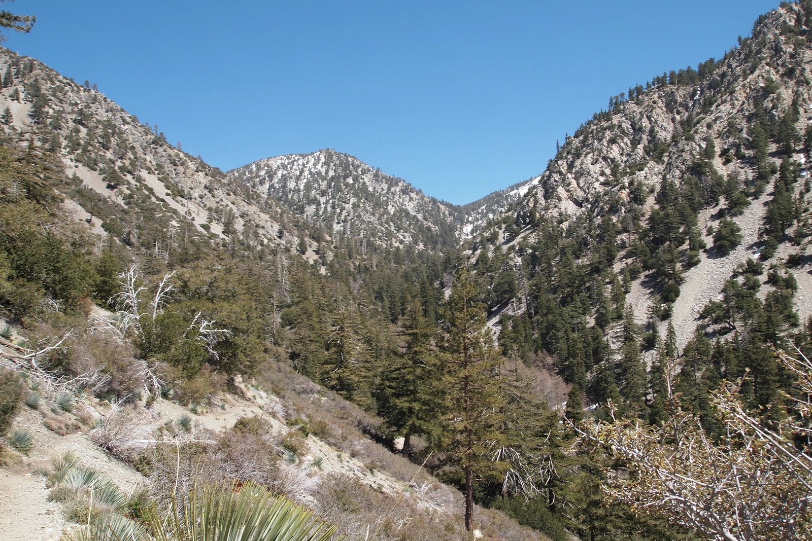 Timber, taken from Icehouse Canyon