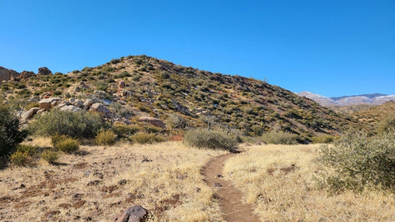 Chaparrosa