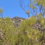 Butterfly Peak with Redshank
