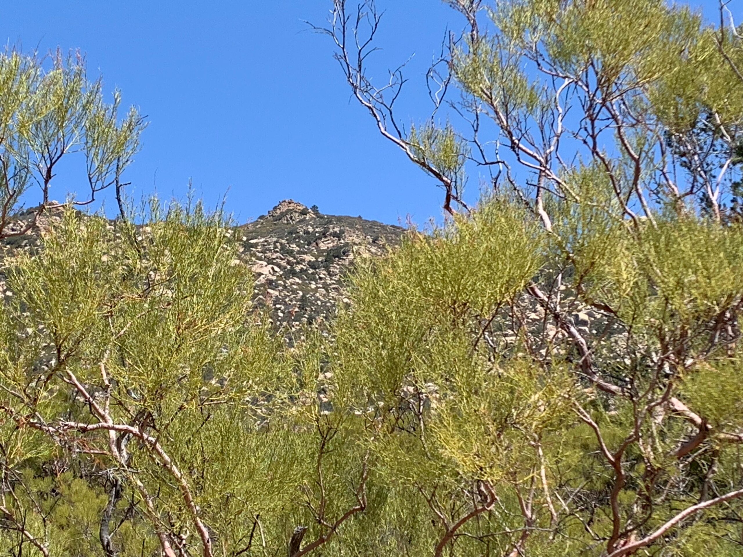 Butterfly Peak with Redshank