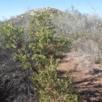 Oakzanita