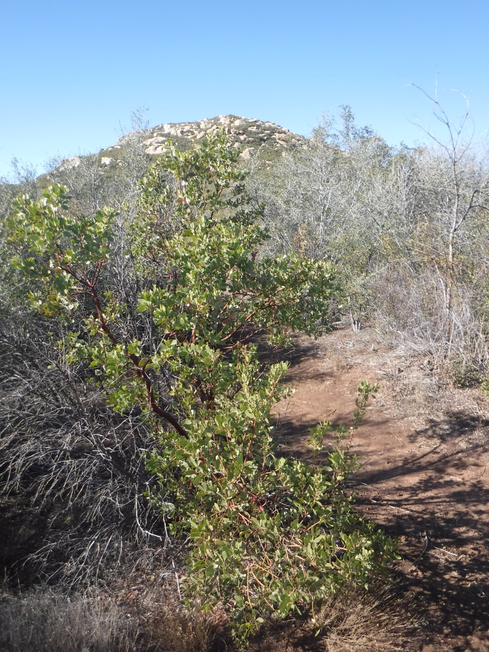 Oakzanita