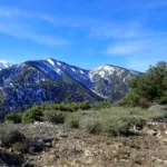BaldyDawsonPine1
