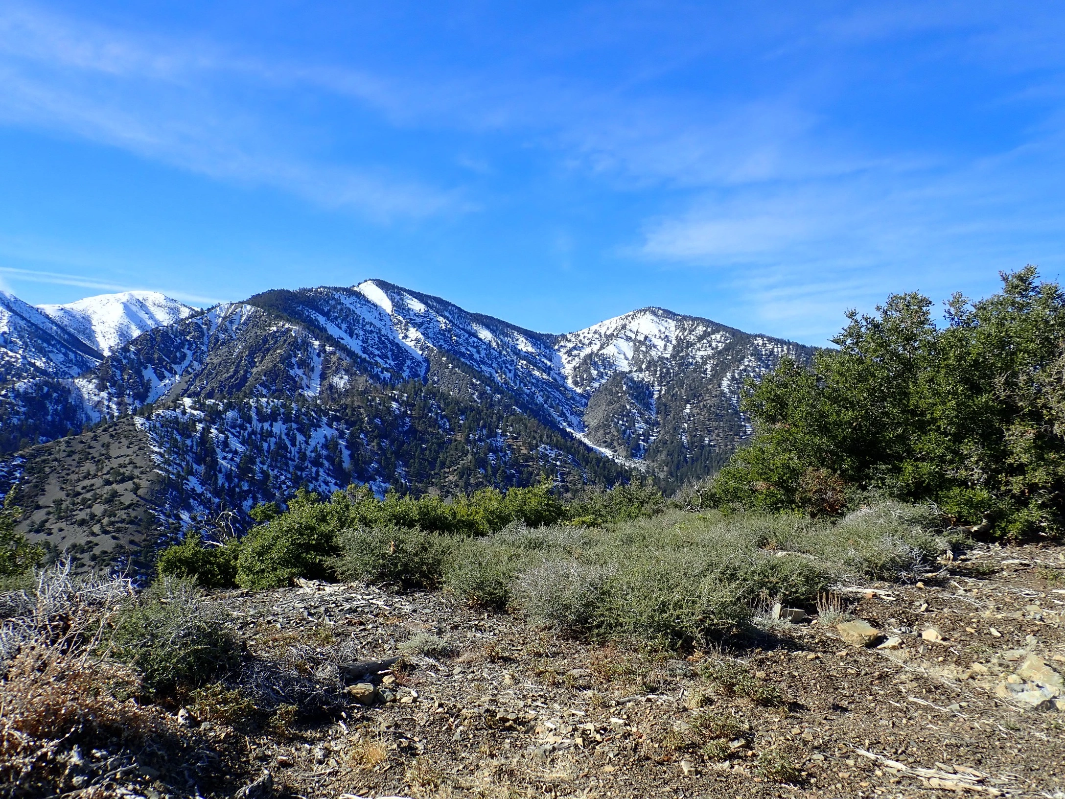 BaldyDawsonPine1